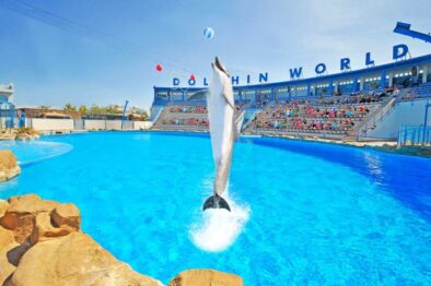 Delfinarium — Dolphin Show w Hurghadzie