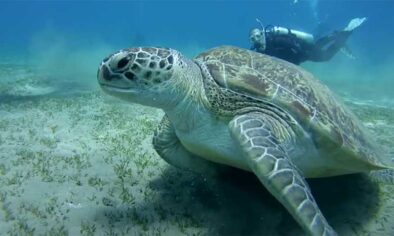 Wycieczka na plażę Abu Dabbab zwaną Domem Żółwi