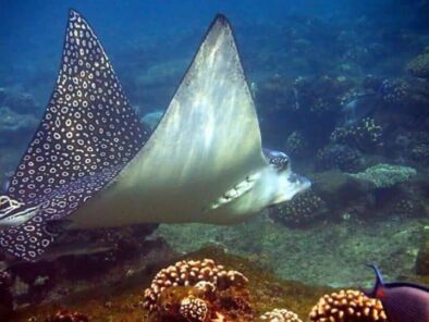 Wycieczka na plażę Sharm el Lulli (Ras Hankorab) z Marsa Alam
