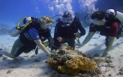 Nurkowanie w Marsa Alam z plaży